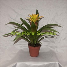 Planta guzmania