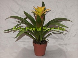 Planta guzmania