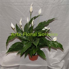 Planta Spathiphyllum blanco