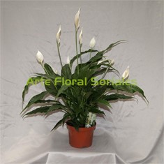 Planta Spathiphyllum blanco