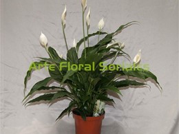 Planta Spathiphyllum blanco
