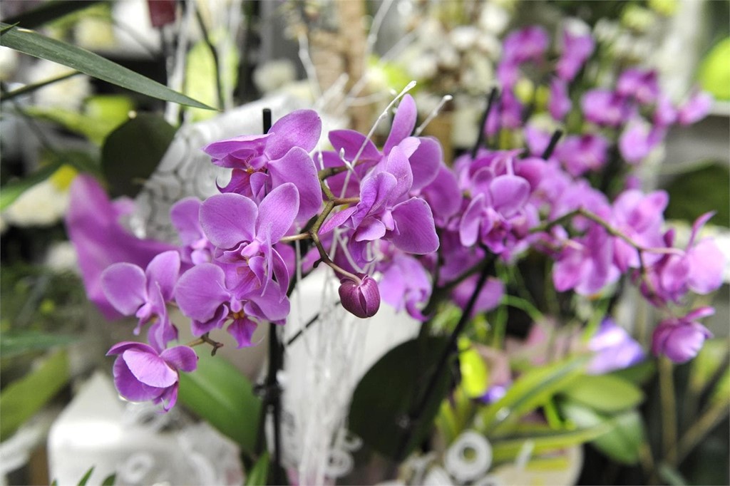 ¿Qué flores no pueden faltar en un ramo que regalemos en abril?