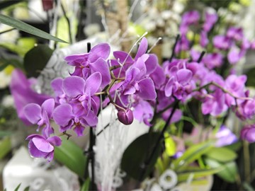 ¿Qué flores no pueden faltar en un ramo que regalemos en abril?