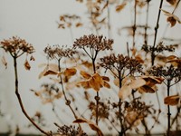 ¿Qué son las flores preservadas y cómo se cuidan?