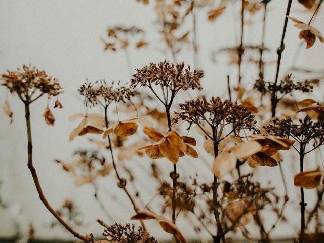 ¿Qué son las flores preservadas y cómo se cuidan?