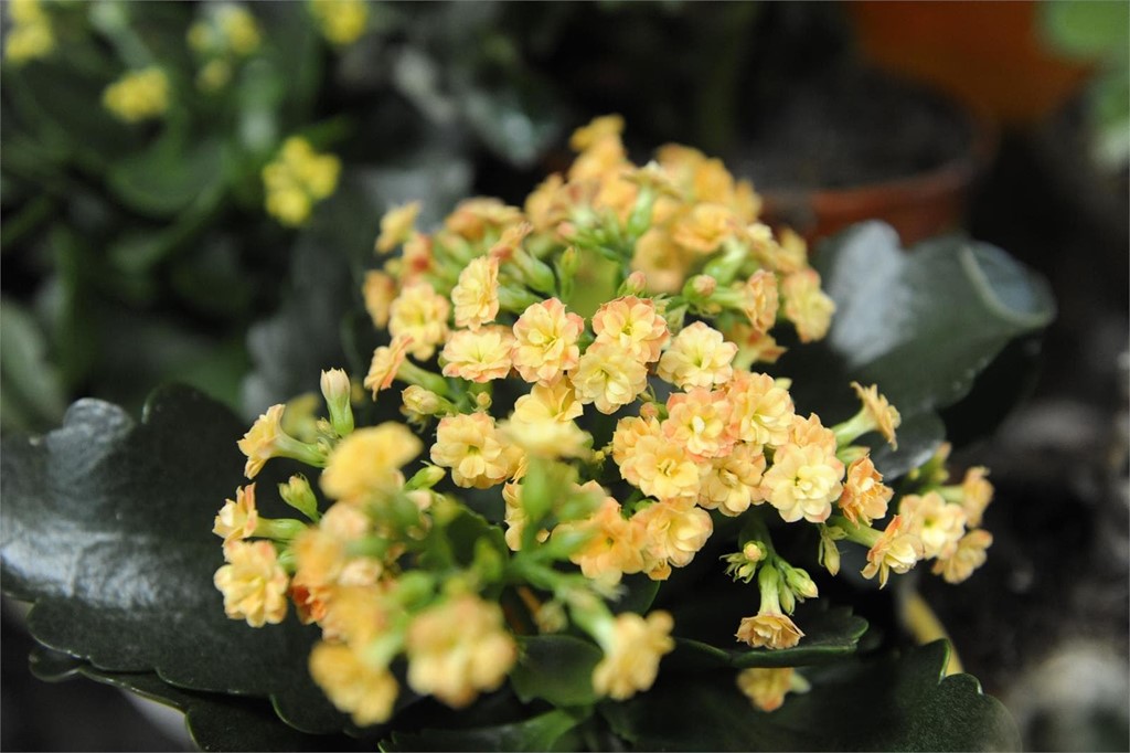 Servicio de envío de flores a domicilio en Lugo