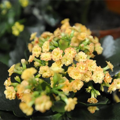 Servicio de envío de flores a domicilio en Lugo