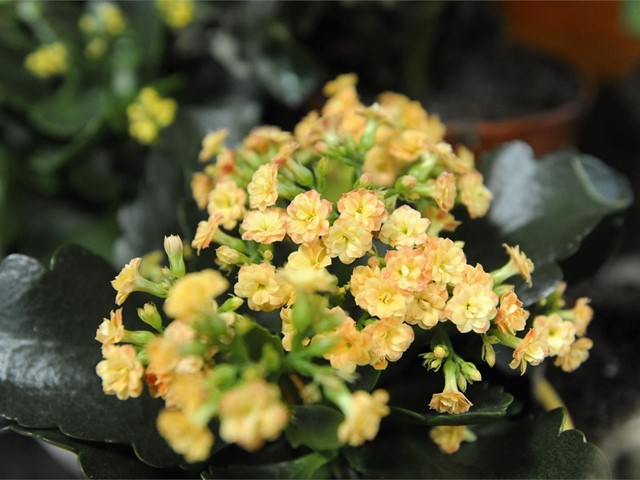 Servicio de envío de flores a domicilio en Lugo