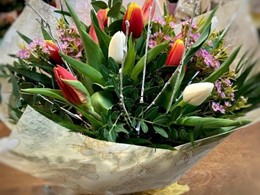 Tulipa
